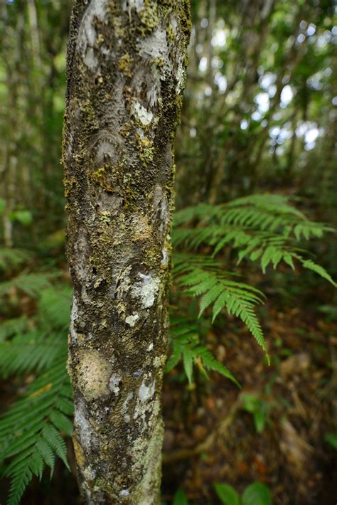 The Travelling Taxonomist - Uroplatus geckos in situ. Their camouflage is...