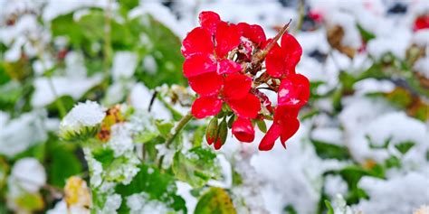 How to Store Geraniums in Winter? - Organize With Sandy