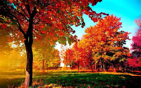 Autumn Trees HD Wallpapers - Top Free Autumn Trees HD Backgrounds ...