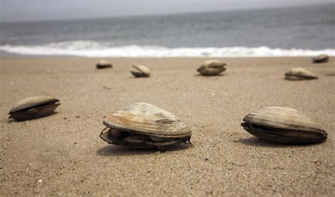 Clams on a beach stock photo. Image of coast, sand, freshness - 10834236