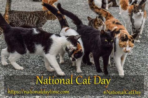 National Cat Day 2023 USA - Sunday, October 29 - Nationaldaytime.com