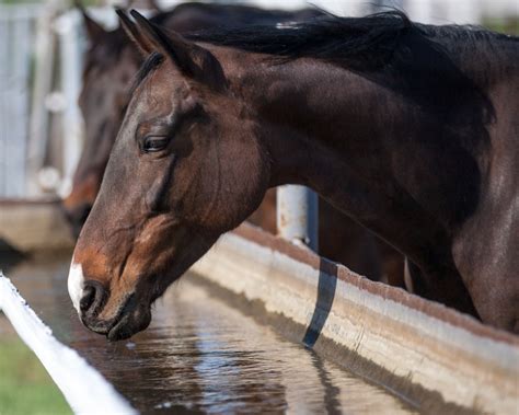 Home - British Horse Feeds