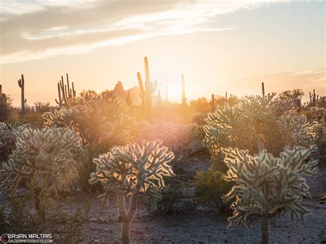 Saguaro Cactus Sunset - Wildernessshots Photography