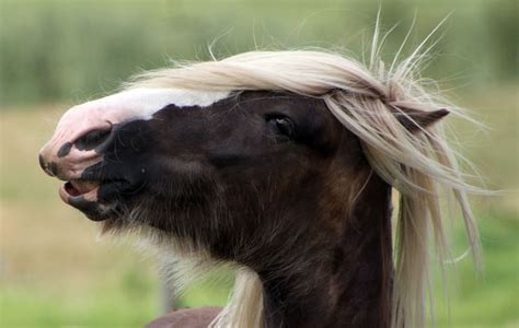 Gypsy Cob FAQ « Surrey Springs Gypsy Cobs Australia