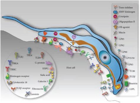 How Does the Main Infective Stage of T. cruzi Enter and Avoid Degradation in Host Cells? A ...