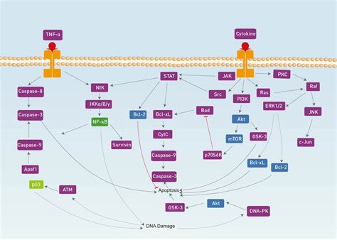 Apoptosis Signaling Pathway | AbMole BioScience