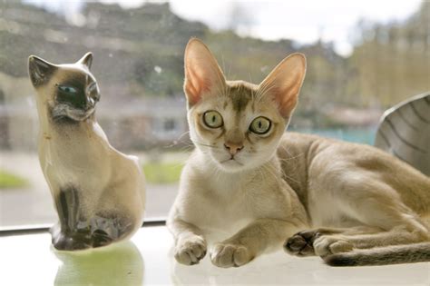 Pets Tutorial: The Singapura Cat Breed Information, Pictures ...