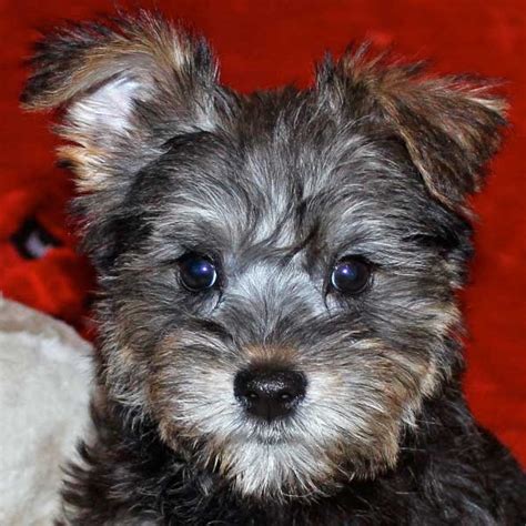 Schnoodle Puppy For Sale – Heavenly Puppies