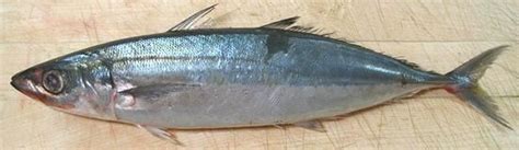 Mackerel scad - Alchetron, The Free Social Encyclopedia