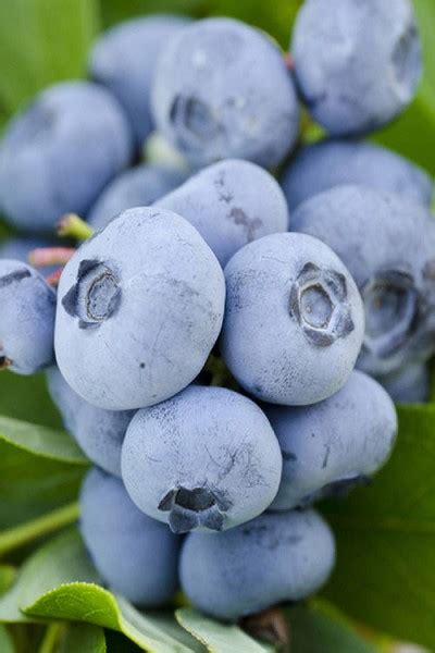 Buy Sweetheart Blueberry Bush (Re-Fruiting) | FREE SHIPPING | Wilson ...