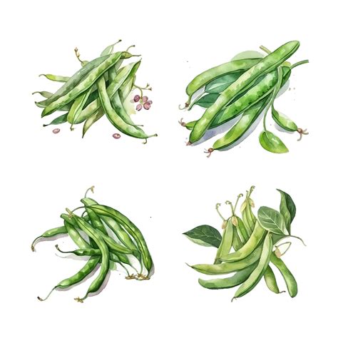 Premium Vector | Green beans watercolor paint