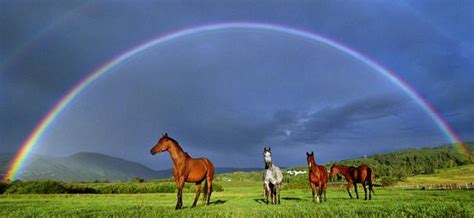 [neat] [cute] [amazing]: Rainbow Horses