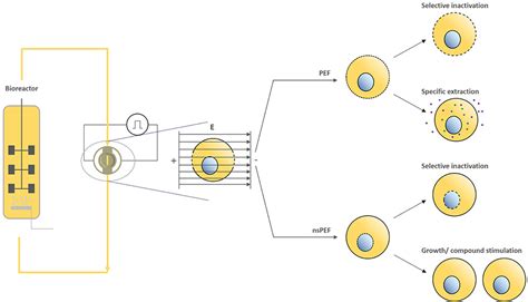 Frontiers | Perspective on Pulsed Electric Field Treatment in the Bio ...