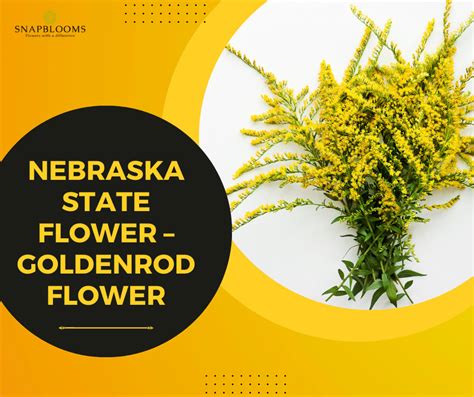 Nebraska State Flower – Goldenrod Flower - SnapBlooms Blogs