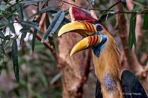 Helmeted Hornbill, Cologne Zoo, Germany