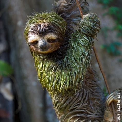 9. Survival Tactics - The Sloth Conservation Foundation