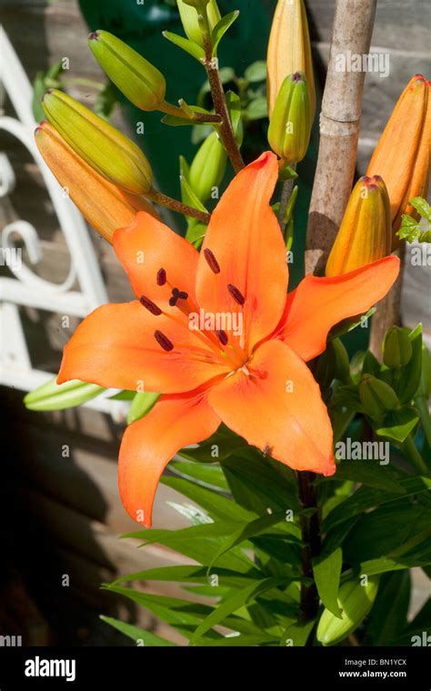 Orange lilies Stock Photo - Alamy