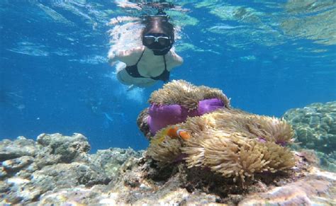 Top Secret Spots For Snorkeling in Oahu | TripZtour