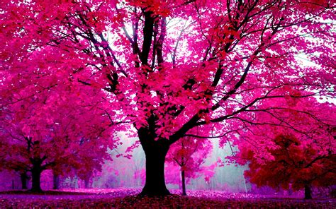 Pink Tree Wallpaper - WallpaperSafari