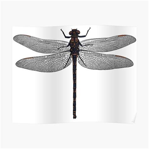 "Dragonfly realistic drawing" Poster for Sale by VinitaArt | Redbubble