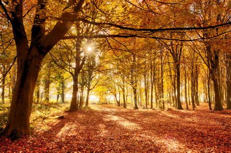 Amazing Forest Colours in Autumn Fall Stock Image - Image of park, romantic: 125834729