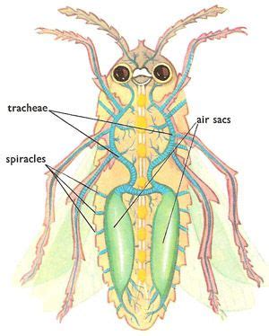 tracheae | Respiratory system, Flying insects, Pluto the dog