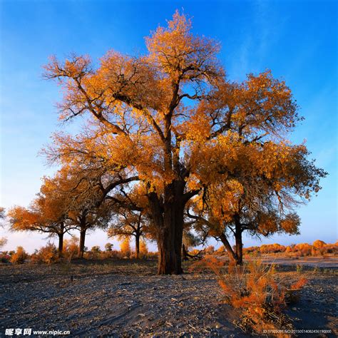 胡杨树摄影图__树木树叶_生物世界_摄影图库_昵图网