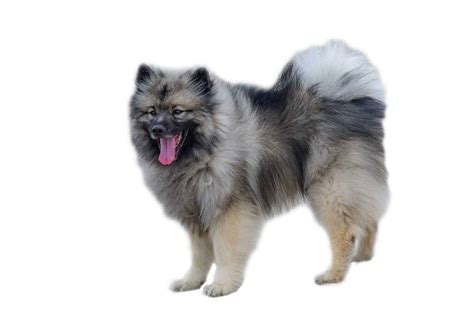 Keeshond: A German spitz breed with a mask that covers its face