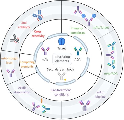 Frontiers | The Molecular Mechanisms That Underlie the Immune Biology of Anti-drug Antibody ...