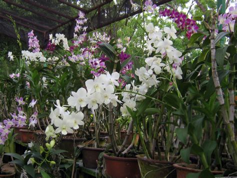 File:Orchid plants.jpg - Wikipedia
