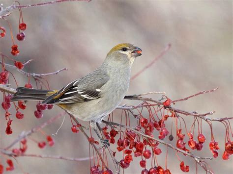 Pine Grosbeak | Celebrate Urban Birds