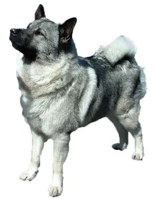 Norwegian Elkhound Information, Facts, Pictures, Training and Grooming