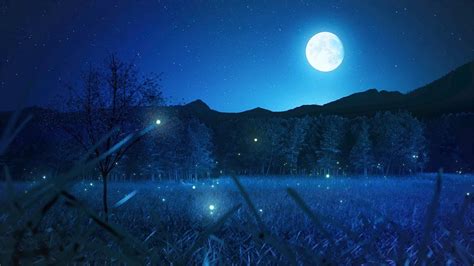 Do Fireflies Sleep At Night? All Answers - Musicbykatie.com