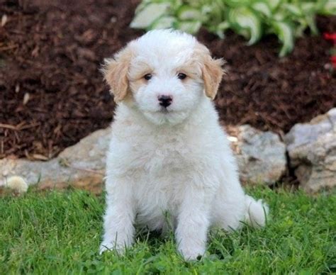 Eskipoo : History, Temperament, Care, Training, Feeding & Pictures