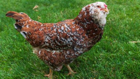 Russian Orloff Chicken: Interesting Facts, Appearance, And Egg Color