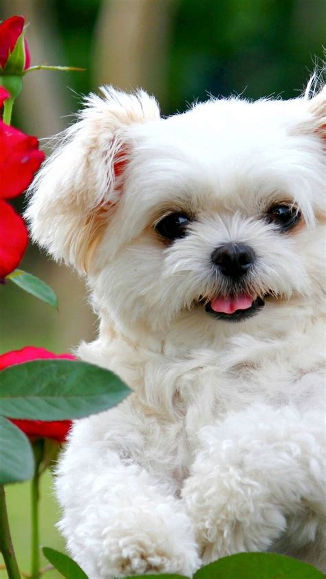 Cute White Dog Wallpaper Hd » Download Best HD Images Wallpaper