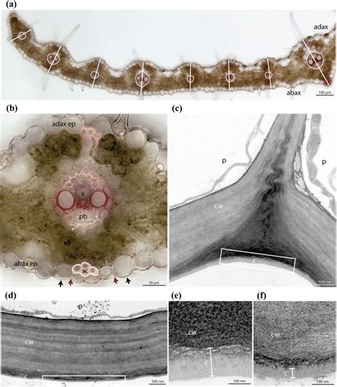 Analysis of the leaf anatomical parameters. a Transverse section of the ...