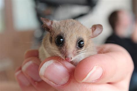 Pygmy Possums as Pets images