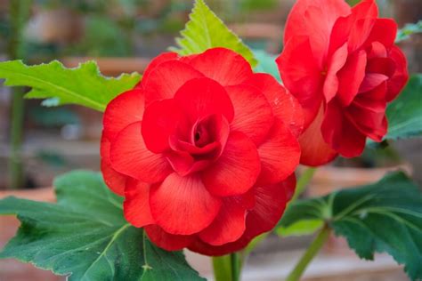 Begonia Flower - Meaning, Symbolism, Colors & What Special About It