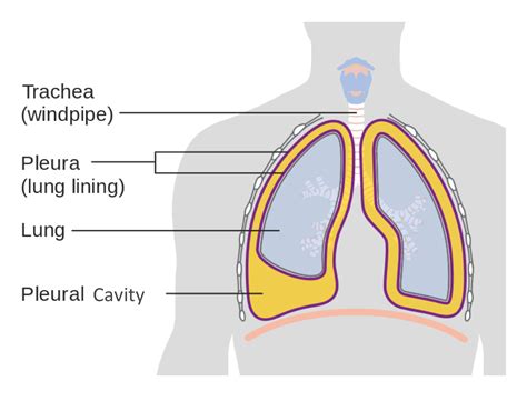 Anatomical Terminology | Anatomy and Physiology I | | Course Hero