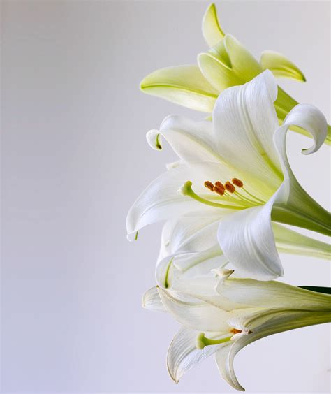 Easter Lily Care and Meaning: Everything You Need To Know