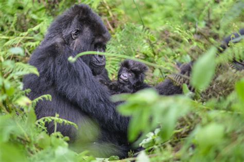 It’s all in a name: Gorillas get names at Rwanda’s annual naming ...