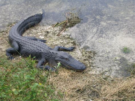 Alligator Alley Florida