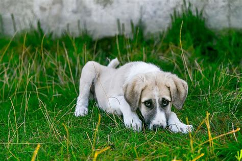 When Should You Worry About Green Dog Poop? - Pooch Friends