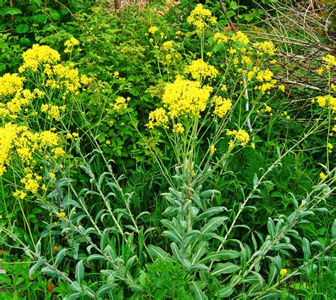 Woad as Natural Antibiotics - Joybilee® Farm | DIY | Herbs | Gardening