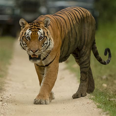 Tiger Safari India: Best Tiger Safari & Wildlife Tours 2024