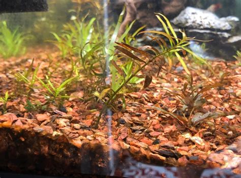 Is this Ludwigia Palustris? | The Planted Tank Forum