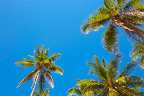 Palm trees and blue sky. 13000135 Stock Photo at Vecteezy