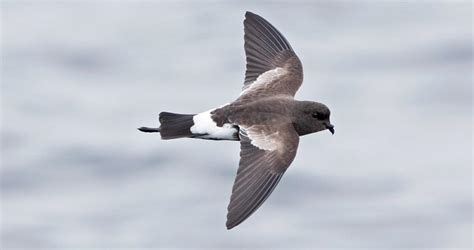 Wilson's Storm-Petrel Overview, All About Birds, Cornell Lab of Ornithology