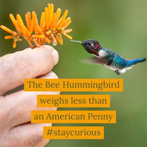 The Bee Hummingbird weighs less than an American Penny — Curionic | Bee ...